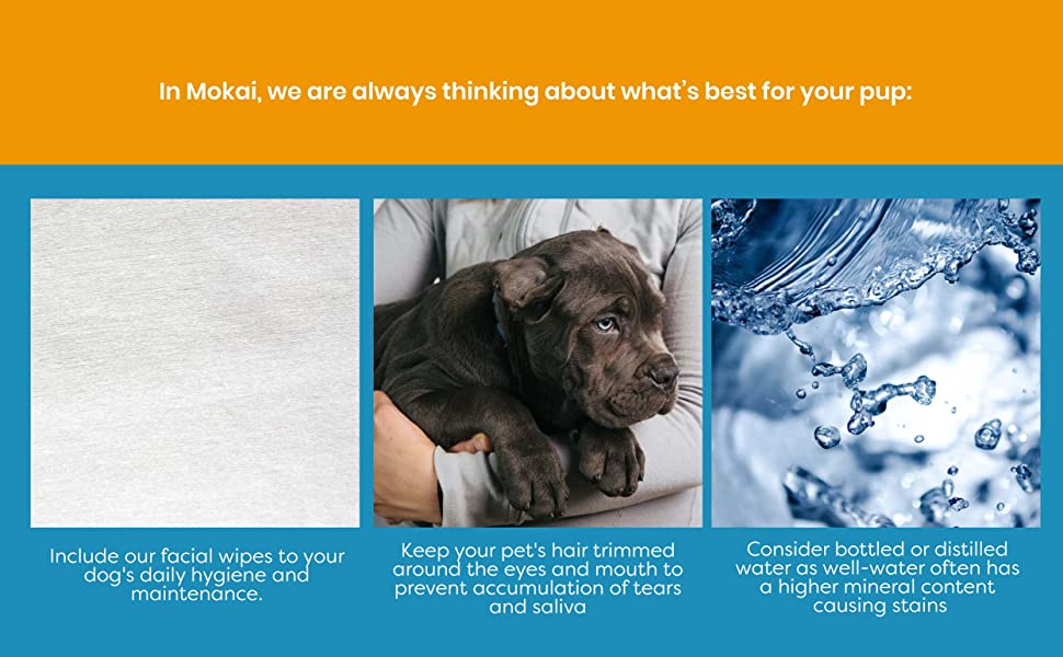 product-1-1 Dog's Daily Hygiene